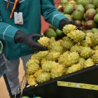 La pitahaya amarilla es la que más demanda tiene en el gigante asiático.