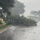 Clima. Un árbol cedió por la fuerza del agua y quedó postrado sobre la calzada en la vía a la costa.