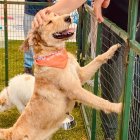 Los canes puestos en adopción están vacunados, desparasitados y esterilizados.