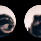 En las últimas semanas, un video peculiar de TikTok se ha vuelto viral, mostrando a un mapache bailando de forma adorable.