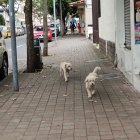 El 70% de perros que deambula en la calle tiene dueño.