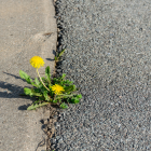La resiliencia es la capacidad de adaptación de un ser vivo frente a un agente perturbador o un estado o situación adversos.