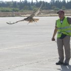 En el aeropuerto de Quito, halcones y águilas alejan a otras especies.
