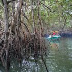 Recorrido Una lancha recorre uno de los canales que abren entre el denso follaje