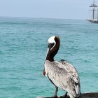 El barco neerlandés Oosterschelde, símbolo del proyecto Darwin200, está en Galápagos para desarrollar investigaciones sobre algunas especies.