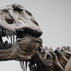 Fotografía de una réplica de un esqueleto de un Tyrannosaurus rex en el Museo Senckenberg de Frankfurt, Alemania.