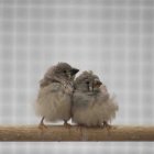 Dos juveniles de pinzón cebra. Es menos probable, según el estudio, que los huevos eclosionen cuando se exponen al ruido del tráfico.