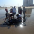 Suceso. El delfín fue llevado a La Lobería.