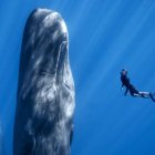 El encuentro reúne treinta películas de catorce países