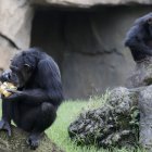 Dos chimpancés se refrescan con unos helados de frutas para mitigar las altas temperaturas . EFE/Kai Försterling