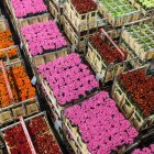 Flores.- Las exportaciones de las rosas por el Día de la Madre.