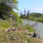 Estero. Rellenarlo, echar abajo el bosque protector y construir cuatro edificios encima tiene, según el Ministerio de Ambiente, "bajo impacto".