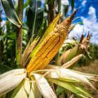 Alimento. Un sembrío del maíz en una hacienda, ahora Argentina podrá exportar al mundo sin tener límites.
