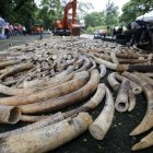 Una pala excavadora trabaja en la destrucción de marfil incautado por las autoridades.