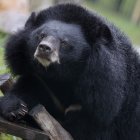 Japón incrementa los ataques de osos a humanos.