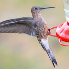 Comparado con un comedero típico, el tamaño de un colibrí gigante es aún más asombroso.