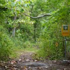 Sendero del bosque de la Prosperina.