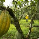 El precio del cacao se ha elevado en los últimos meses.