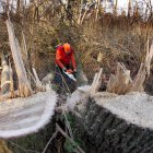 Un hombre trabaja en la tala de árboles en el bosque cercano a Schinveld, en Limburg, Holanda