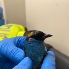 Las aves permanecerán en un medio de conservación donde serán evaluadas