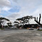 Resultados. Hay árboles en la avenida Isidro Ayora, al norte de Guayaquil, que lograron renacer, pero podrían perecer si vuelven a ser atacados por la cochinilla.