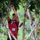 Un agricultor cultiva cacao en una escuela de campo, el 19 de abril de 2024 en el distrito de Pajarillo, ubicado en el departamento amazónico de San Martín (Perú). El precio más alto jamás registrado por el cacao es la motivación que han encontrado los productores peruanos de este fruto para aumentar sus cosechas. Para aprovechar este momento, una escuela de campo les enseña técnicas ecológicas que mejoren sus cultivos en unos suelos en los que hace décadas abundaban las plantaciones de coca. EFE/ Paolo Aguilar