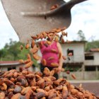 La estabilidad del precio del cacao en el futuro dependerá de lo que ocurra en África. El tema climático afectó a Costa de Marfil y Ghana