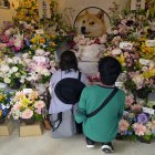 Decenas de personas se despiden con flores de Kabosu, la perra shiba inu que inspiró el meme Doge.