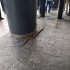 La boa fue encontraba en la avenida 9 de Octubre y José de Antepara.