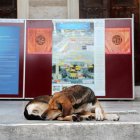 Un perro callejero duerme en el patio de la Mezquita Azul en Estambul.