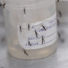 Una botella con mosquitos aedes aeypti.
