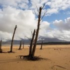 La desertificación es uno de los mayores problemas ambientales del planeta.