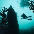 Un investigador bucea durante una expedición en el Cabo Froward, dentro de la Reserva Nacional Kawésqar, ubicada en la Región de Magallanes y la Antártica (Chile).