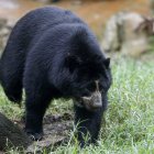 Fotografía de un oso de anteojos en el Parque de la Conservación, el 4 de junio en Medellín (Colombia). EFE/ Luis Eduardo Noriega Arboleda