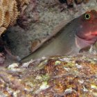 Un equipo internacional de científicos ha descubierto un nuevo parásito en el "blenio de labios rojos", un pez que habita en los arrecifes tropicales,