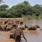 Elefante que son parte de una investigación que ha demostrado que se identifican entre sí con un nombre propio dentro de la manada.