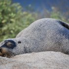 Fotografía de archivo en donde se ve a un lobo marino (zalophus wollebaeki) en la orilla de la playa Punta Carola, de la isla San Cristóbal, la más oriental de las Islas Galápagos (Ecuador).