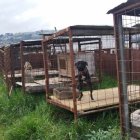 La tutora mantenía a 24 perros enjaulados permanentemente y en malas condiciones