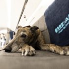 Un perro a subir a bordo de un avión de esta aerolínea, una subsidiaria de BarkBox, compañía que produce y vende comida para perros y otros productos caninos.