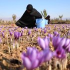 Más del 80 % de las actividades de recolección de azafrán son realizadas por mujeres en Afganistán