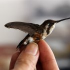 ACOMPAÑA CRÓNICA: COLOMBIA ANIMALES - AME341. BOGOTÁ (COLOMBIA), 20/03/2024.- El taxidermista Miguel Vargas muestra un colibrí disecado, el 13 de marzo de 2024, en Bogotá (Colombia). Perros, gatos, colibríes y hasta un pequeño tiburón martillo son algunos de los animales que, disecados, decoran las paredes del estudio de Miguel Vargas, quien dice ser el único taxidermista que ejerce esta profesión en Bogotá. Con tan solo 33 años, una educación autodidacta y un diploma de Biología de la Universidad Nacional de Colombia, se dedica a hacer arte a partir de la muerte de algunos de los miembros de la familia más amados, las mascotas, dándoles una "vida eterna" con sus seres queridos.