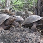 Isla Santa Cruz. Varias tortugas en el Parque Nacional Galápagos.