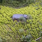 Tumaco. Uno de los cultivos de la hoja de coca descubierto en este municipio del suroeste de Colombia.