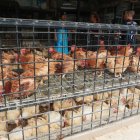 Guayaquil. Así se exponen los pollos en las tiendas especializadas y es lo que cuestiona le Ley de Derecho de Animales no Humanos.