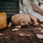 Este caso de maltrato animal se registró en Fertisa.