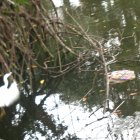 Esta es la imagen que una ciudadana compartió para evidenciar el estado en el que se encuentra un tramo del estero Salado.