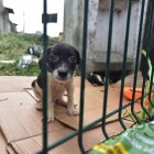 El cachorro de la imagen es uno de los tantos animales de compañía que en el transcurso de un año ha sido rescatado luego de ser maltratado.