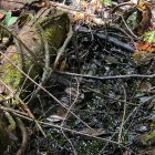 Manchas de petróleo derramado en la amazonía de Ecuador.