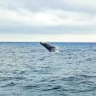 Este 29 de junio, Salinas dio por iniciada la temporada para ver a los enormes cetáceos.