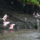Las denuncias en torno al estado en el que se encuentra el Salado y que pone en riesgo a su flora y fauna han sido repetitivas.
